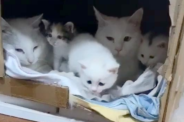 猫咪不见了，主人挨家挨户敲门寻找，重逢那刻，猫抱着主人不撒手(图1)