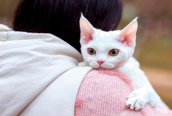 猫咪不见了，主人挨家挨户敲门寻找，重逢那刻，猫抱着主人不撒手(图2)