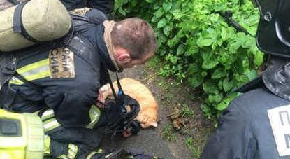 大爱无界 俄消防员氧气罩抢救猫咪(图1)