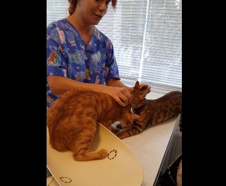 超有义气的一只猫 要逃命也绝不丢下同伴!(图2)