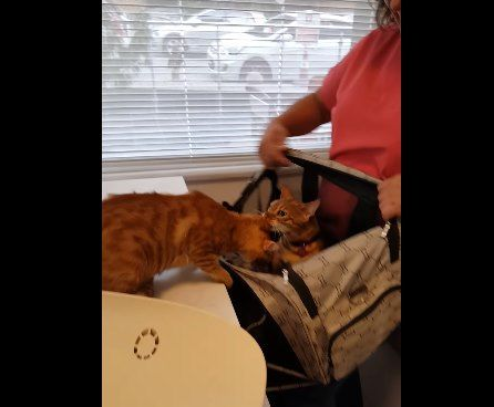 超有义气的一只猫 要逃命也绝不丢下同伴!(图3)