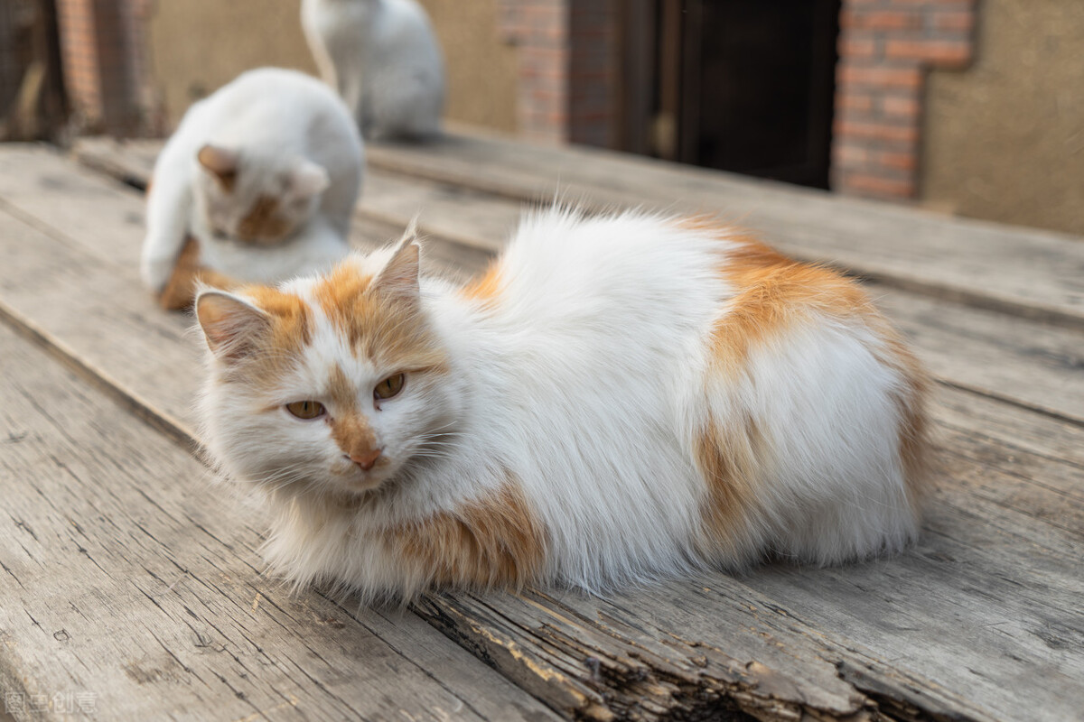 我还不如母亲养的一只猫(图2)