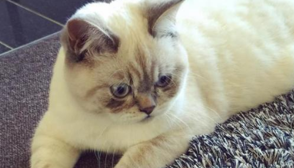 短毛猫从18楼坠落后奇迹生还，主人为救猫众筹药费(图2)