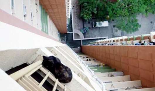 短毛猫从18楼坠落后奇迹生还，主人为救猫众筹药费(图1)