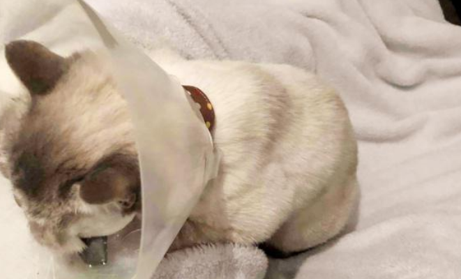 短毛猫从18楼坠落后奇迹生还，主人为救猫众筹药费(图3)