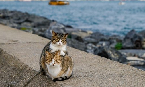 这对猫咪也太治愈了吧 让孤单摄影师流连忘返(图2)