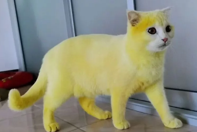 猫咪被染成黄色，本以为是虐待，了解情况后却连忙夸赞主人(图1)