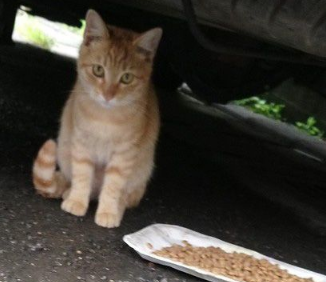 下一餐还会有吗? 可爱橘猫让爱妈无奈又心疼(图1)