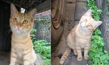 下一餐还会有吗? 可爱橘猫让爱妈无奈又心疼(图2)