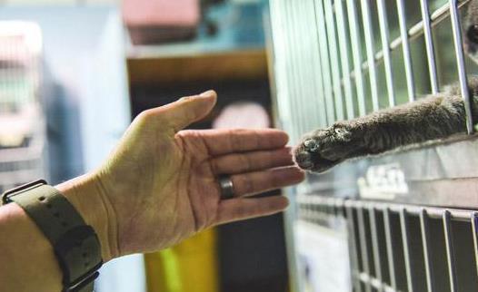 男友本来拒绝养猫，结果刚见猫咪3分钟就抱着猫不撒手(图1)