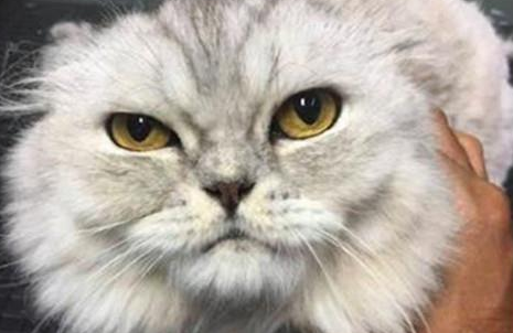 男子挑战给猫咪剪毛，结果好像有点儿翻车，喵的表情说明了一切(图1)