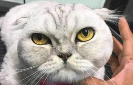 男子挑战给猫咪剪毛，结果好像有点儿翻车，喵的表情说明了一切(图2)