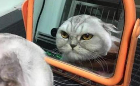 男子挑战给猫咪剪毛，结果好像有点儿翻车，喵的表情说明了一切(图3)