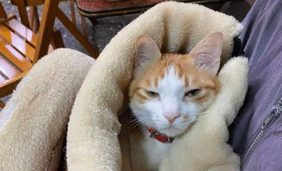 老爸明确拒绝养猫，隔了段时间再去看：这脸疼不疼啊？(图1)