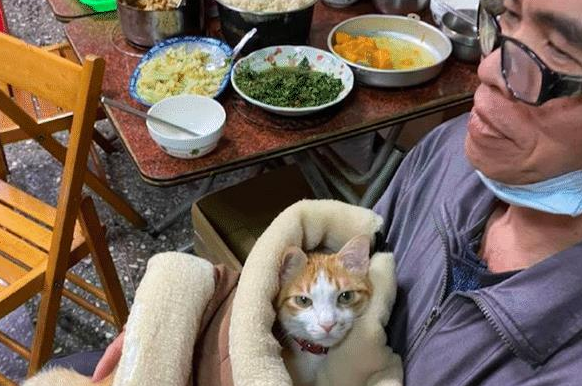 老爸明确拒绝养猫，隔了段时间再去看：这脸疼不疼啊？(图2)