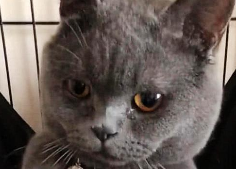 女友来家做客,男子把蓝猫关了起来(图1)