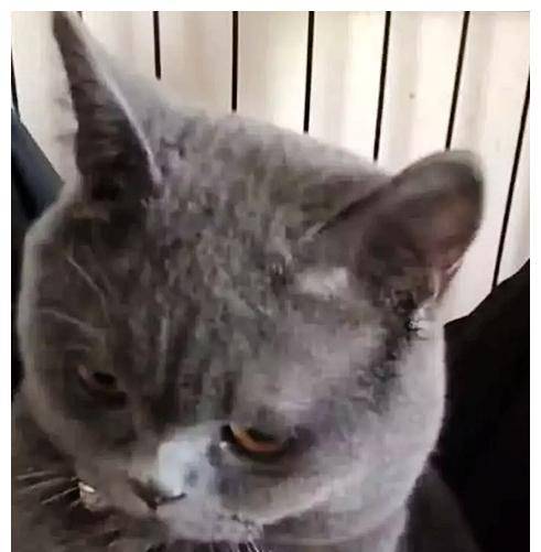 女友来家做客,男子把蓝猫关了起来(图3)