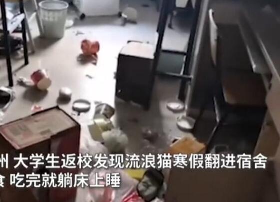 学生推开宿舍门愣在了，瞟了一眼舍友的床后：哪里来的小猫？(图2)