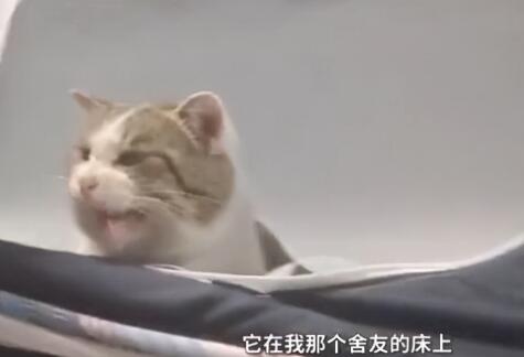 学生推开宿舍门愣在了，瞟了一眼舍友的床后：哪里来的小猫？(图3)