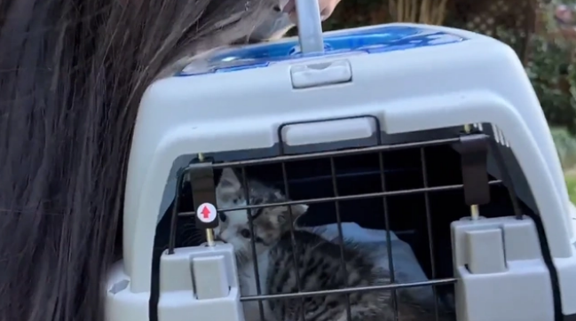 用凶猛伪装自己的患病流浪猫,当小哥把它装进航空箱,它秒变温顺(图2)