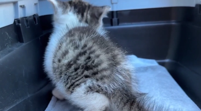 用凶猛伪装自己的患病流浪猫,当小哥把它装进航空箱,它秒变温顺(图3)