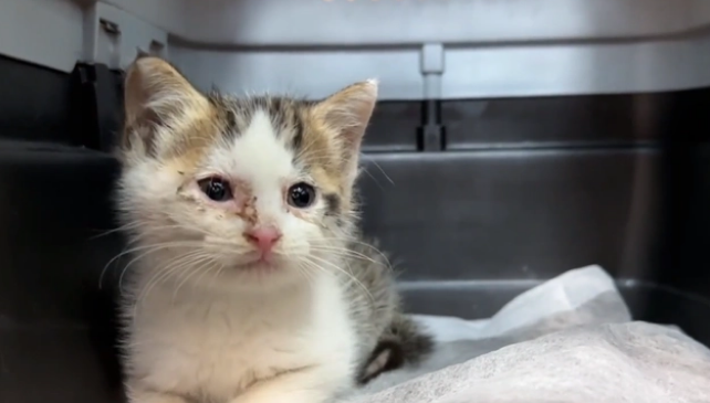 用凶猛伪装自己的患病流浪猫,当小哥把它装进航空箱,它秒变温顺(图4)