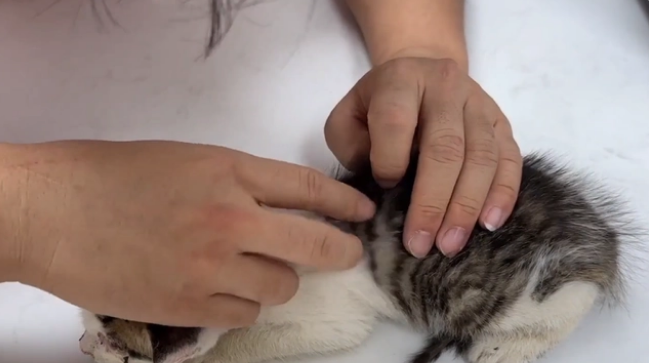 用凶猛伪装自己的患病流浪猫,当小哥把它装进航空箱,它秒变温顺(图5)