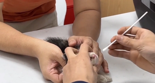 用凶猛伪装自己的患病流浪猫,当小哥把它装进航空箱,它秒变温顺(图6)