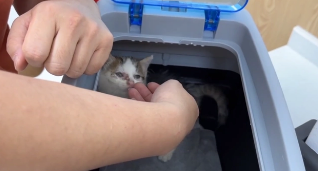 用凶猛伪装自己的患病流浪猫,当小哥把它装进航空箱,它秒变温顺(图7)
