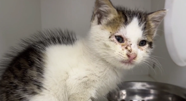 用凶猛伪装自己的患病流浪猫,当小哥把它装进航空箱,它秒变温顺(图8)