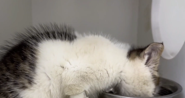 用凶猛伪装自己的患病流浪猫,当小哥把它装进航空箱,它秒变温顺(图9)