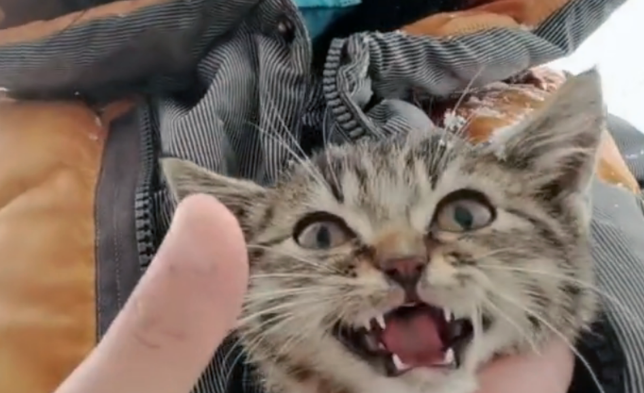 在冰天雪地里奔跑的流浪小猫，获救后紧跟好心人，怎么赶也不离开(图3)