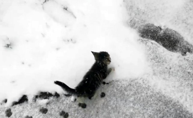 在冰天雪地里奔跑的流浪小猫，获救后紧跟好心人，怎么赶也不离开(图2)