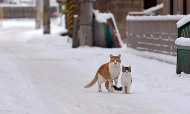 在冰天雪地里奔跑的流浪小猫，获救后紧跟好心人，怎么赶也不离开(图1)