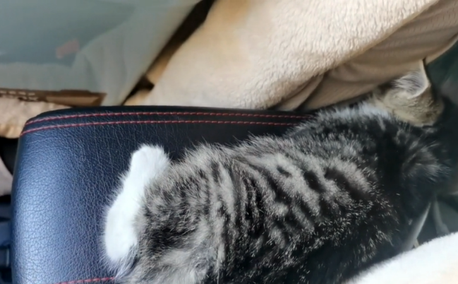 在冰天雪地里奔跑的流浪小猫，获救后紧跟好心人，怎么赶也不离开(图4)