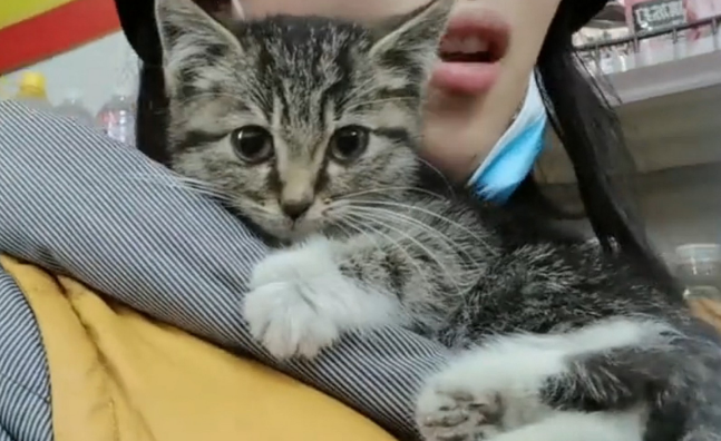 在冰天雪地里奔跑的流浪小猫，获救后紧跟好心人，怎么赶也不离开(图5)