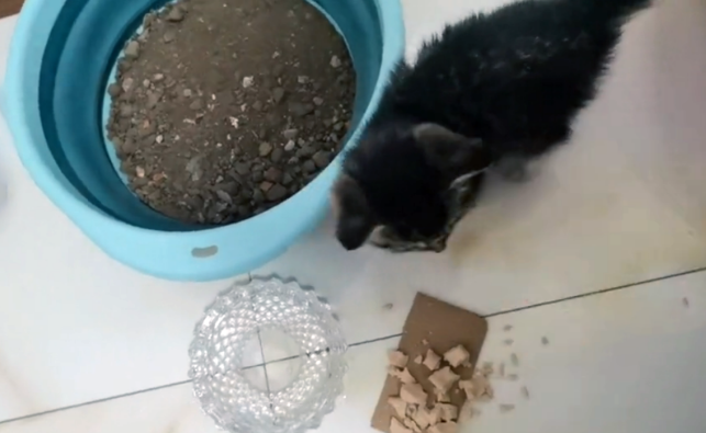 在冰天雪地里奔跑的流浪小猫，获救后紧跟好心人，怎么赶也不离开(图6)