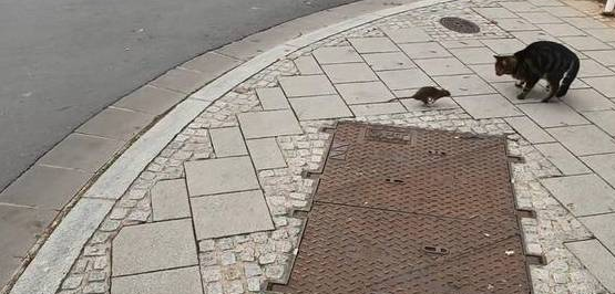 老鼠捉猫见过没？街头上演逆天闹剧 网民：现实版Tom & Jerry(图2)