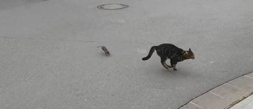 老鼠捉猫见过没？街头上演逆天闹剧 网民：现实版Tom & Jerry(图1)