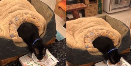 这也太懒了吧! 黑猫躲在棉被裡探头吃饭(图1)