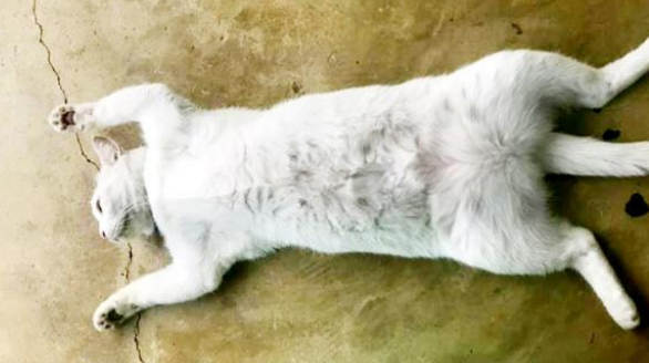 猫四仰八叉一动不动躺在地上，好心人以为其出事了，走近一看……(图2)
