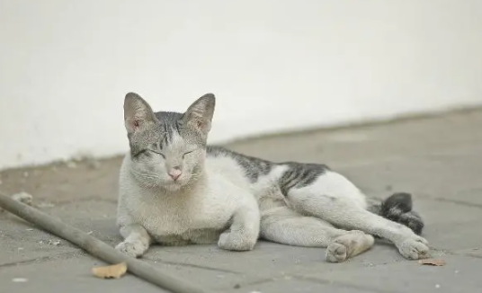 “大学猫”多?高校决心抓捕流浪猫进行绝育(图3)