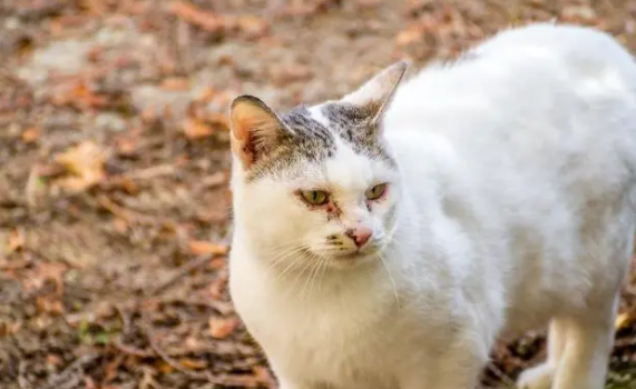 “大学猫”多?高校决心抓捕流浪猫进行绝育(图1)