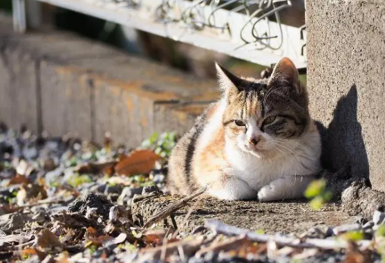 “大学猫”多?高校决心抓捕流浪猫进行绝育(图2)