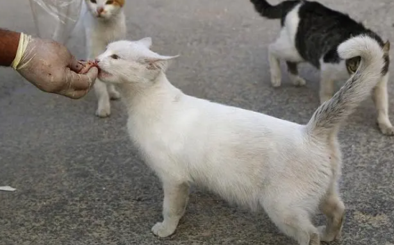 “大学猫”多?高校决心抓捕流浪猫进行绝育(图4)