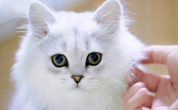 救了一只流浪猫,竟因一时疏忽,搭上了家里四只猫的命(图1)