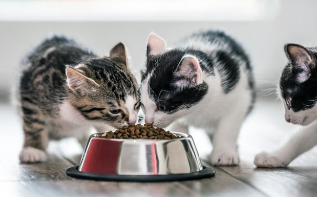 救了一只流浪猫,竟因一时疏忽,搭上了家里四只猫的命(图2)