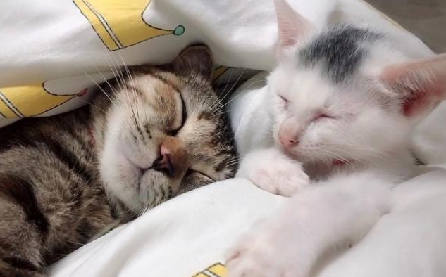 救了一只流浪猫,竟因一时疏忽,搭上了家里四只猫的命(图3)