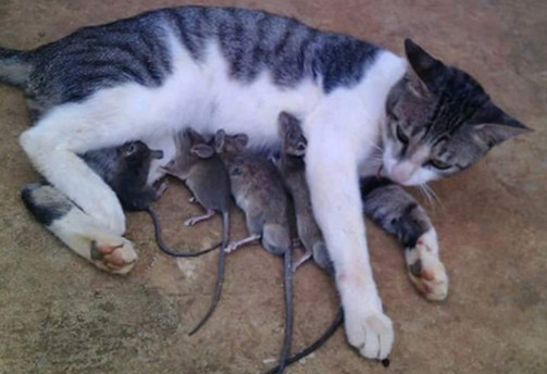 猫帮4只尾巴长长的老鼠喂奶 母爱就是这么伟大(图1)