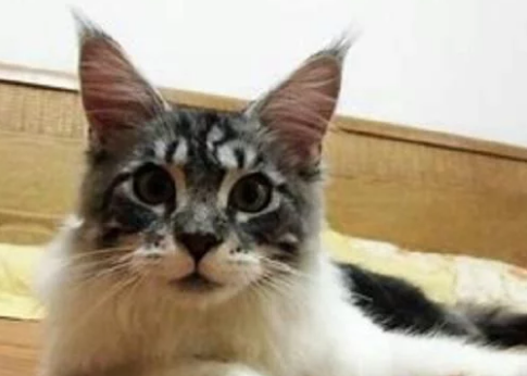 世界上最大的猫咪,你知道有多大吗?说出来你都不一定相信(图1)